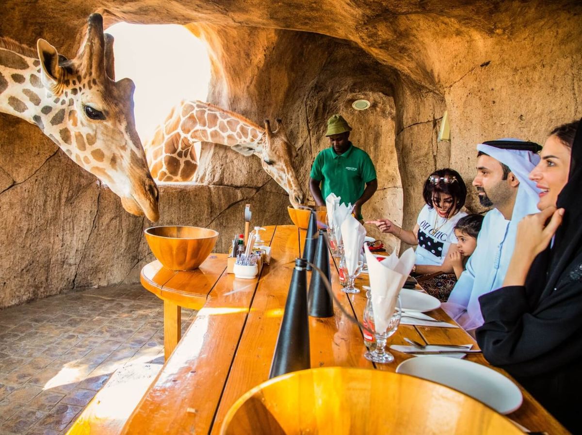 Guests dining beside giraffes