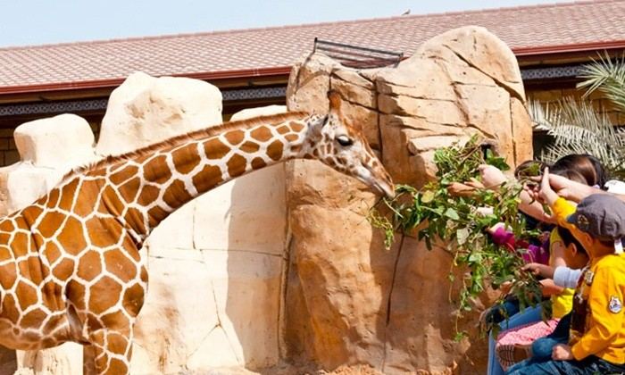 A giraffe feeding at the zoo