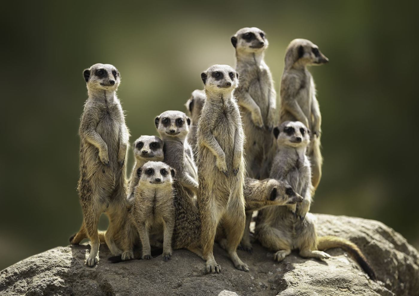 Meerkats standing on a rock